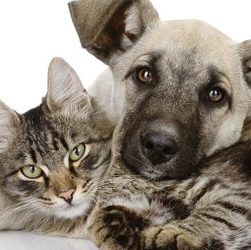 What Are The Benefits Of Compounded Pet Medication For My Household Animal?