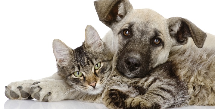 Compounded Pet Medications For Dogs, Cats-CompoundingRXUSA