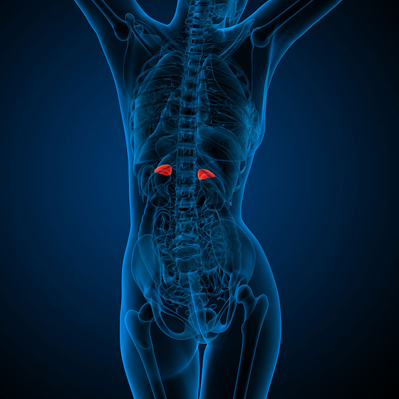 adrenal gland