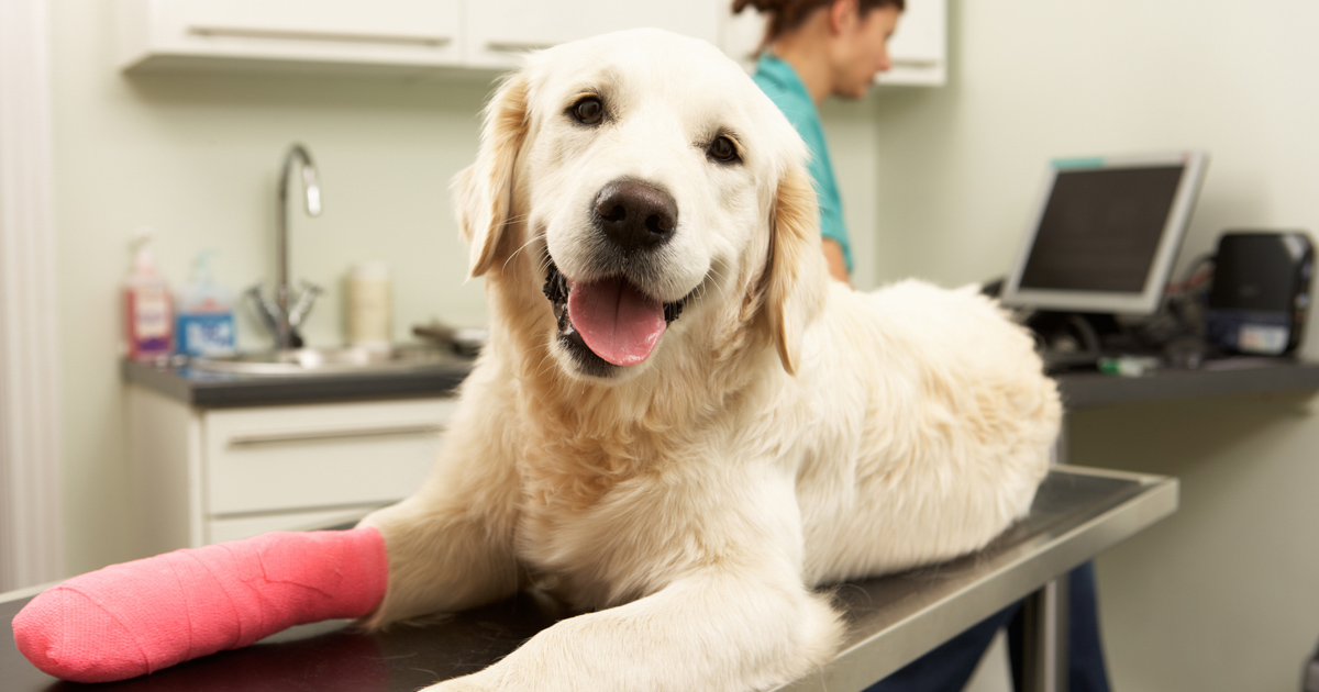 Compounding Medications for Pets: What You Need to Know