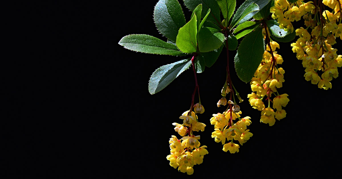 What Is Berberine?