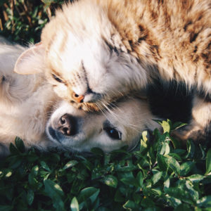 Tips for Caring for Sick Pets: FAQs and Information on Medications for Pets