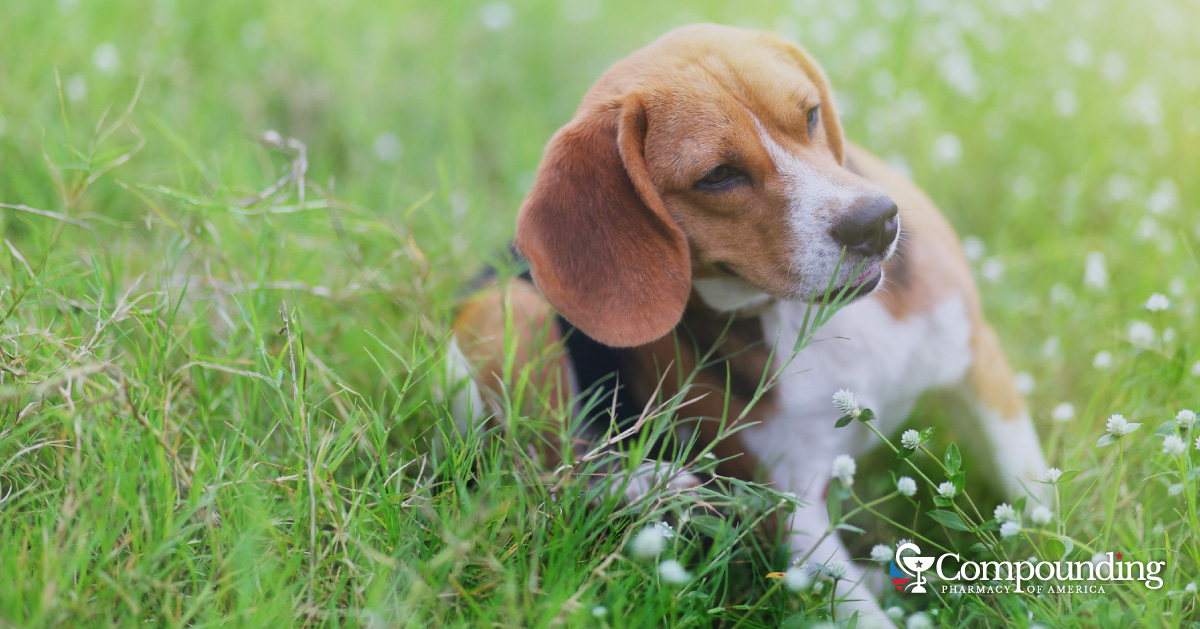 Everything You Need to Know About Allergy Medicine for Dogs