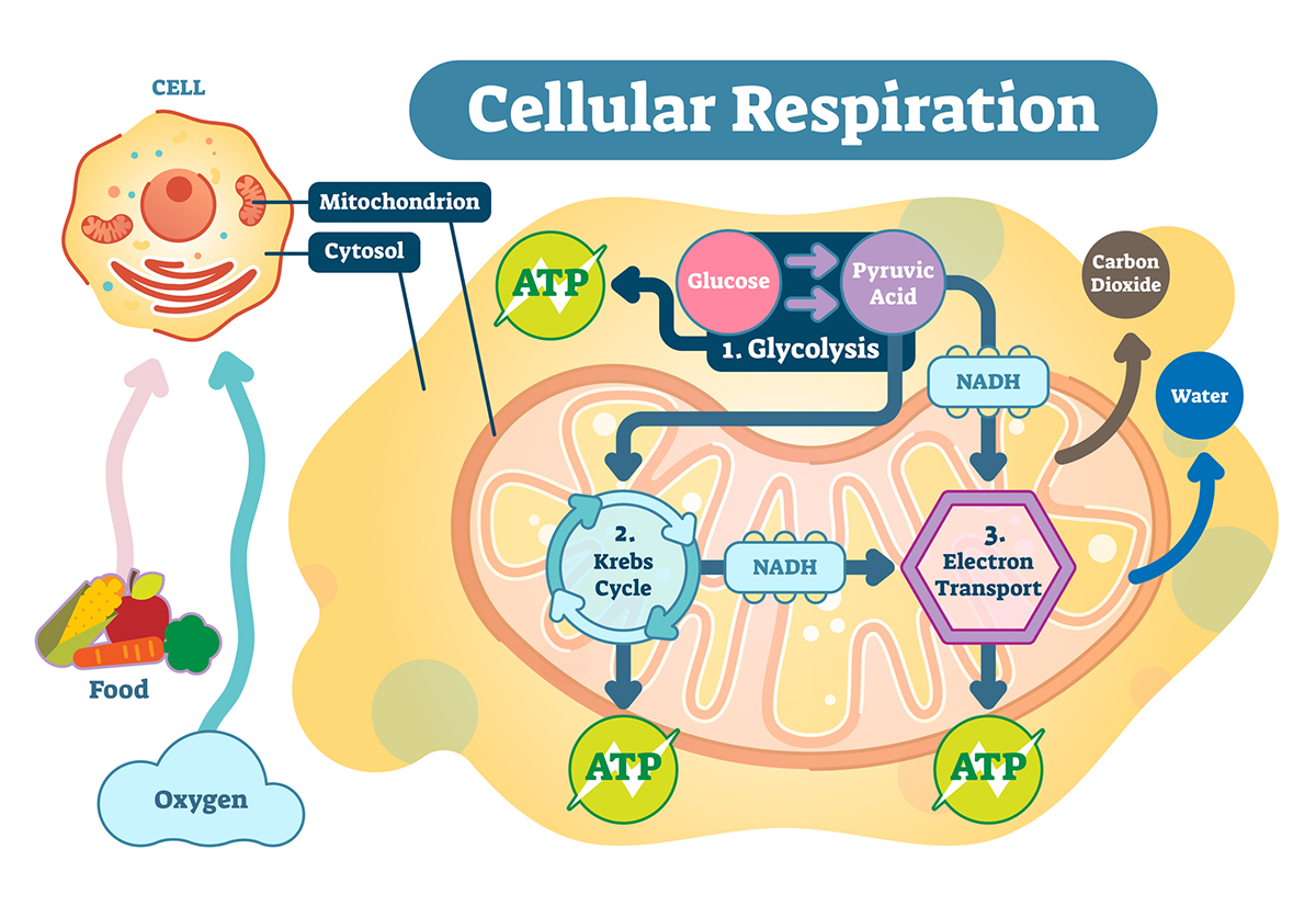 Cellular respiration