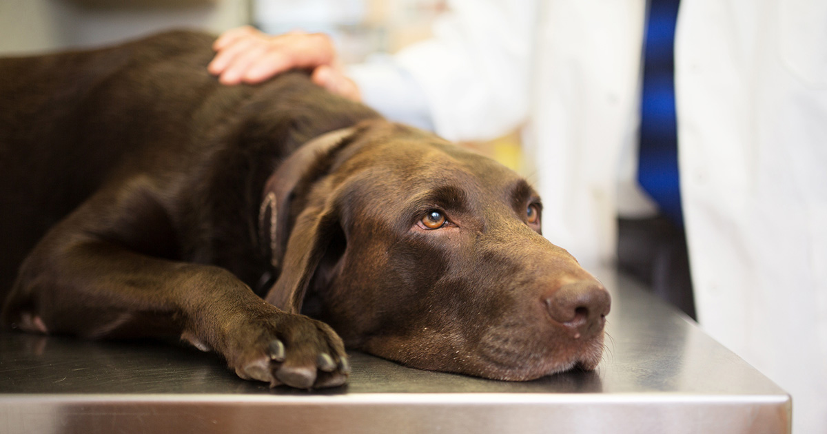 Custom Medications for Your Dog’s Health Care Needs 