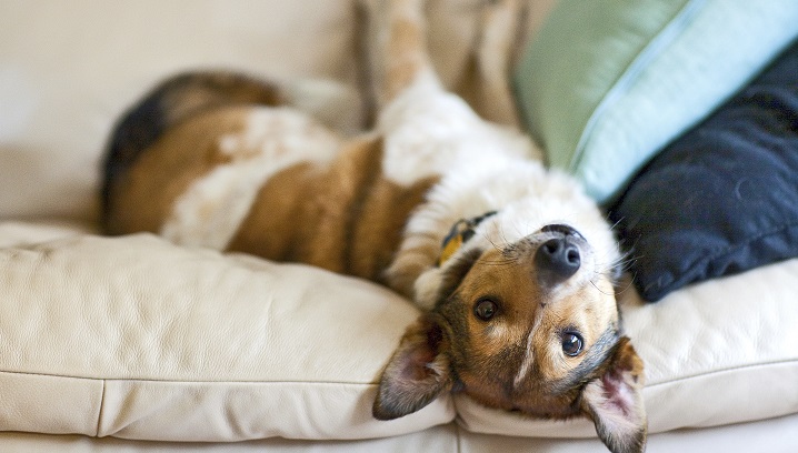 Dog Upside Down On Couch-Veterinary Compounding Pharmacy