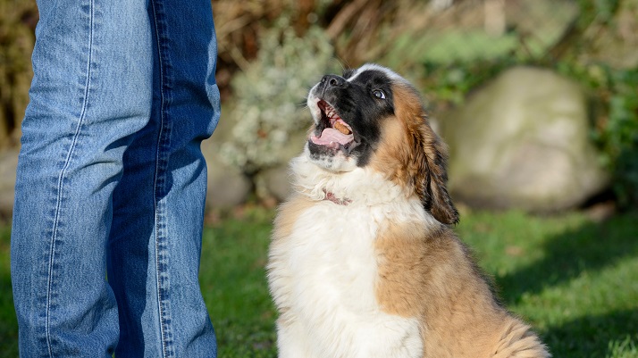 Happy Puppy