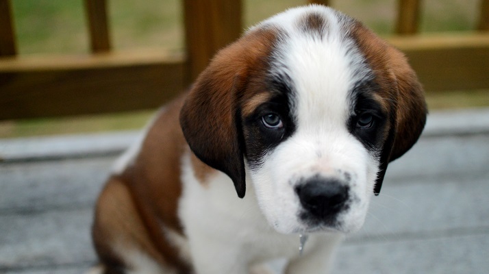 Sad Little Saint Bernard